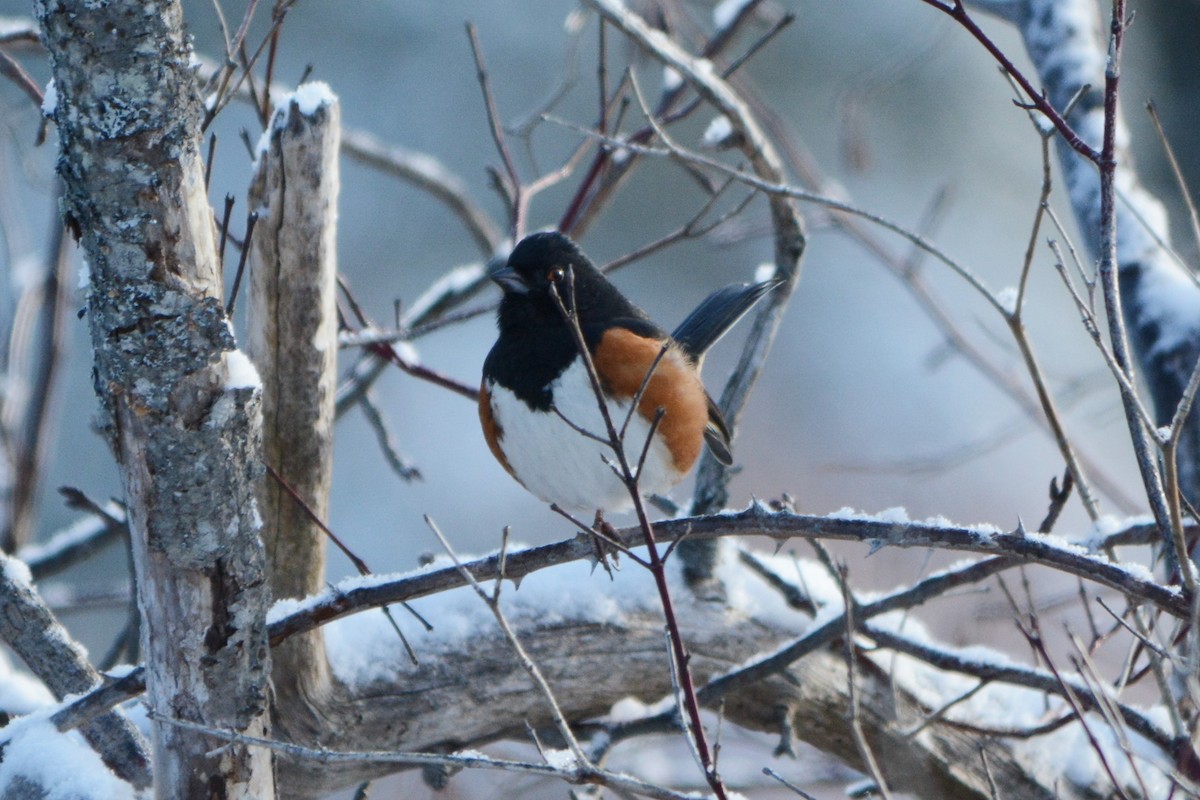 Eastern Towhee - ML140613271