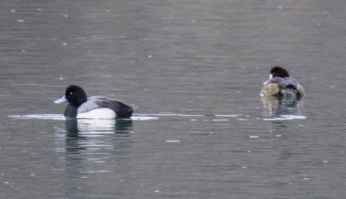 Greater Scaup - ML140613431