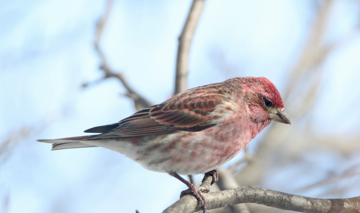 Purple Finch - ML140614401