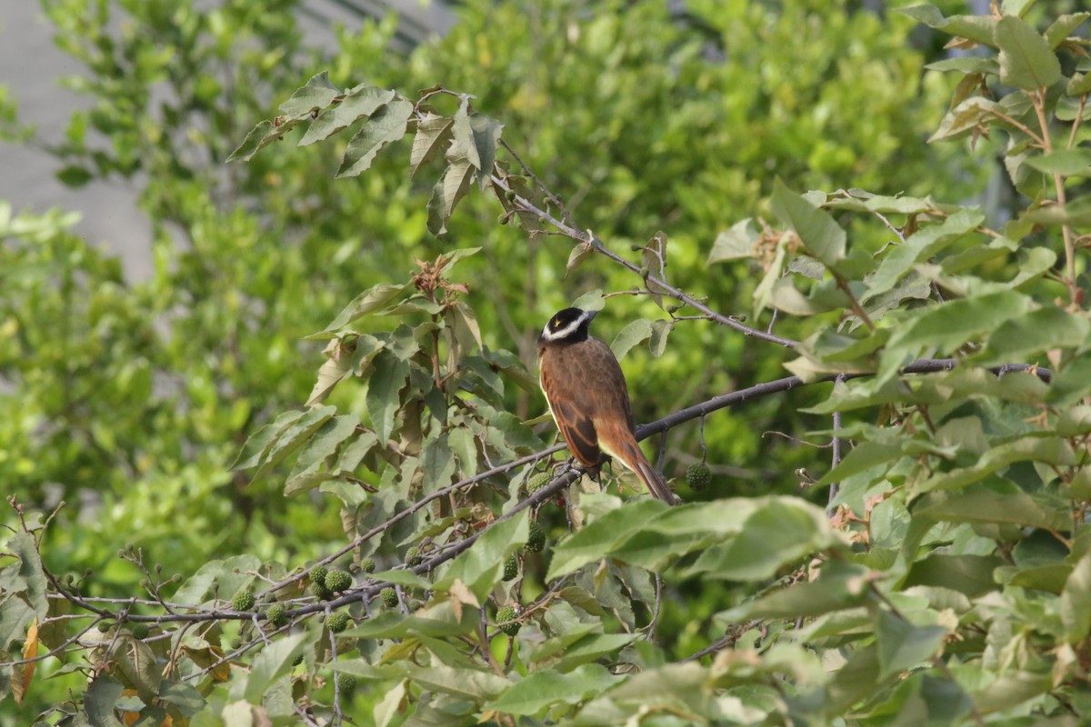 Bienteveo Común - ML140616201