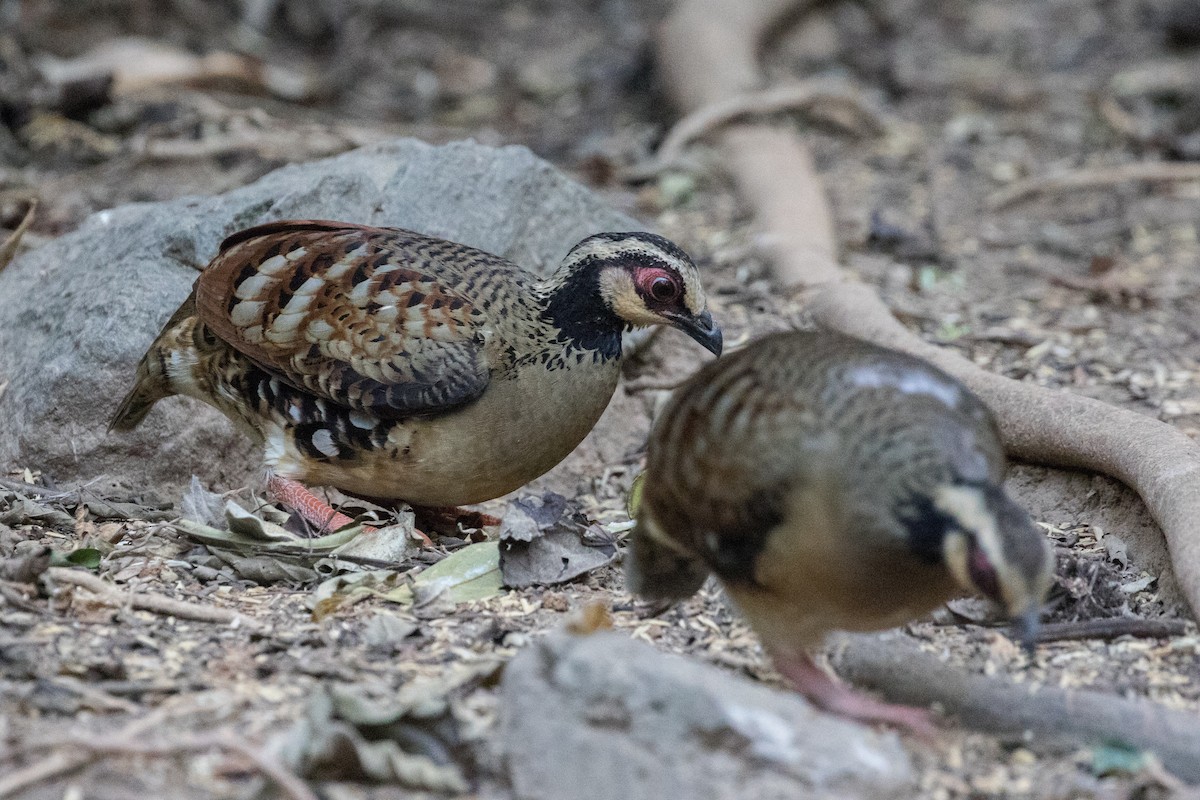 Torquéole à poitrine brune - ML140616711