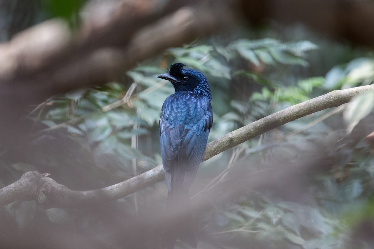 Greater Racket-tailed Drongo - ML140617111