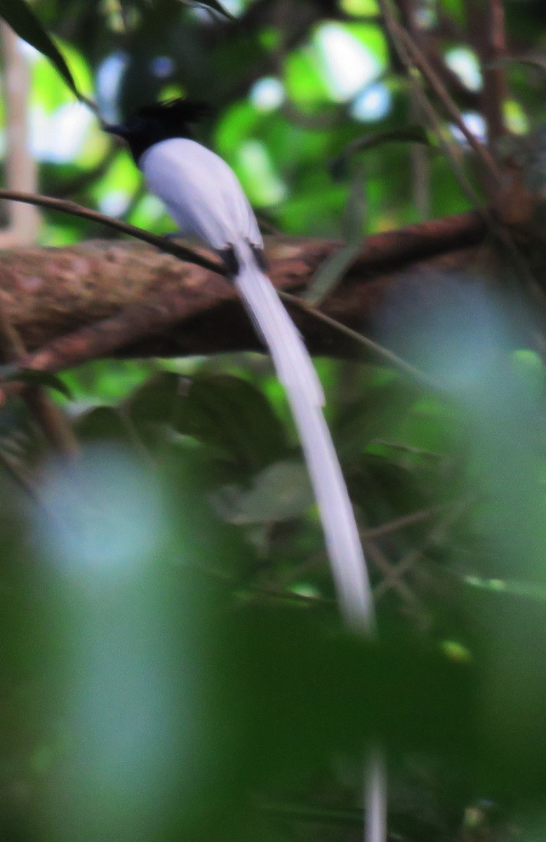 Indian Paradise-Flycatcher - Mohanan Choron