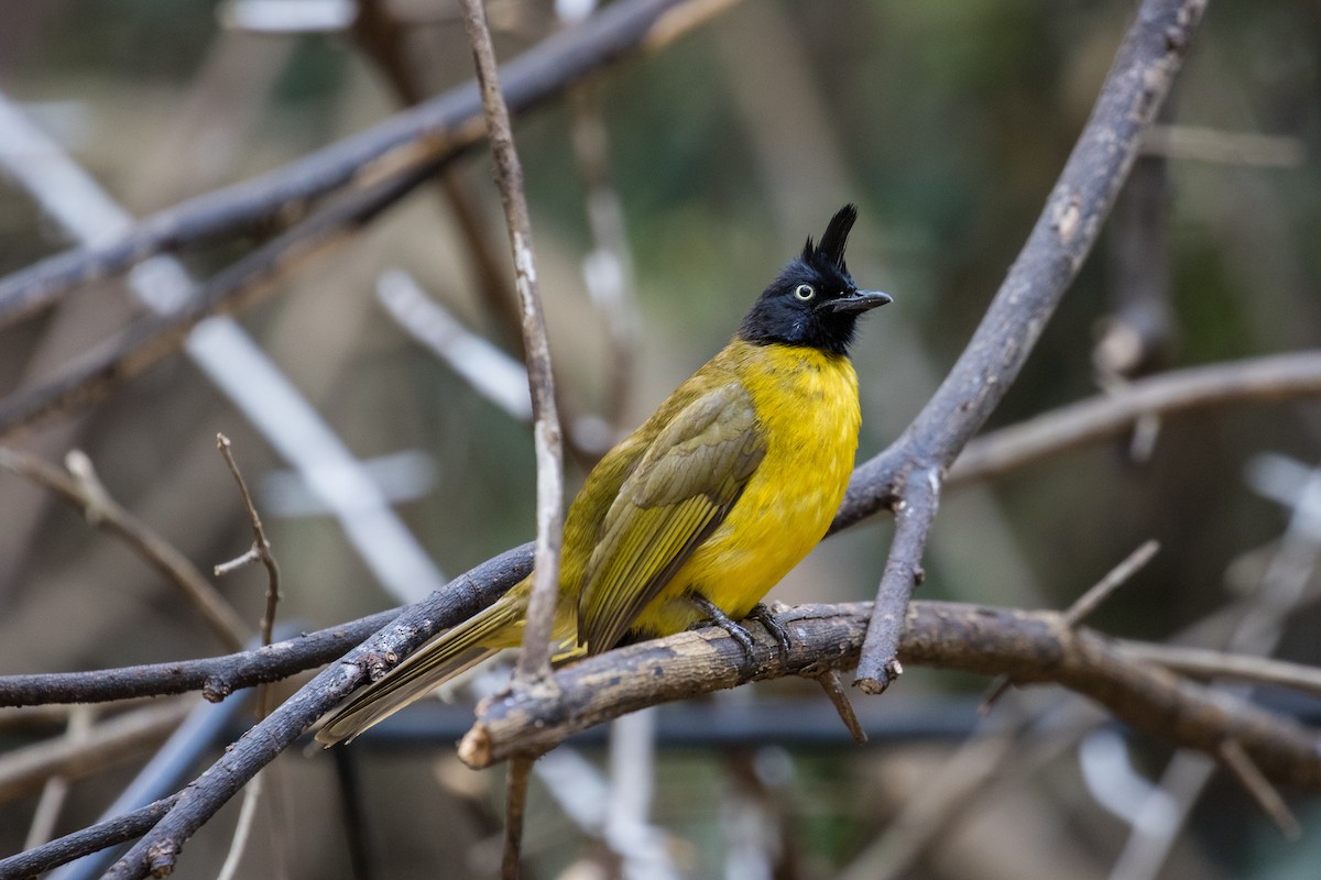 Bulbul à huppe noire - ML140617291