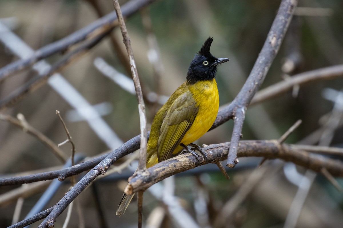 Bulbul à huppe noire - ML140617301