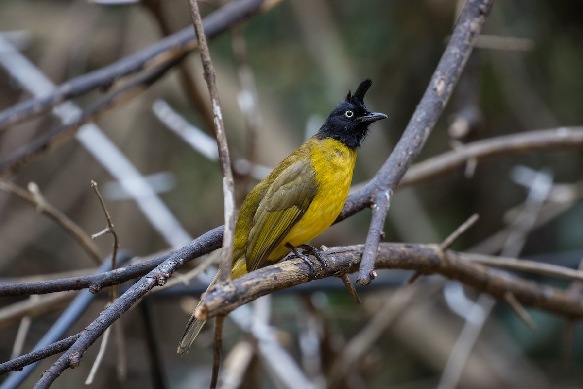 Bulbul à huppe noire - ML140617311