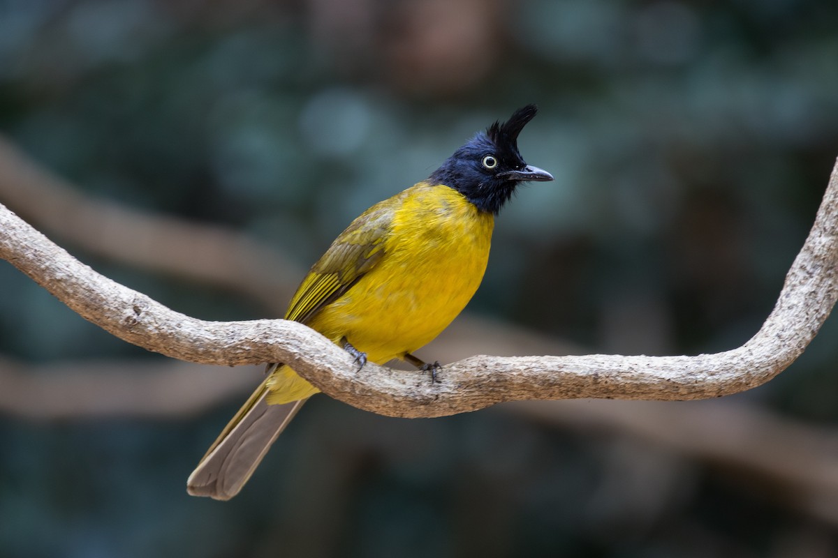 Bulbul à huppe noire - ML140617331