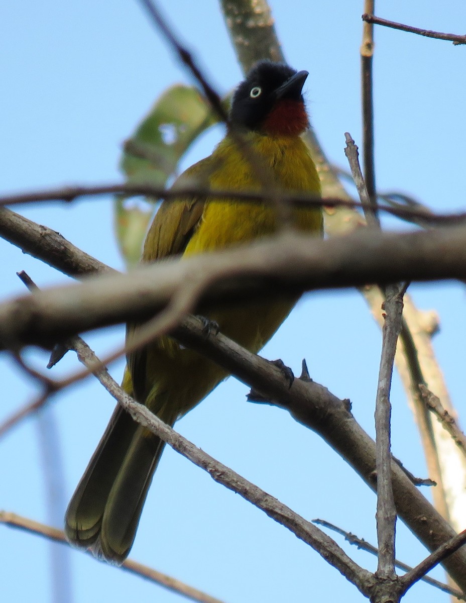 Flame-throated Bulbul - Mohanan Choron