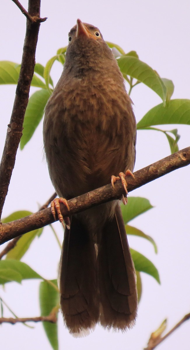 Jungle Babbler - Mohanan Choron