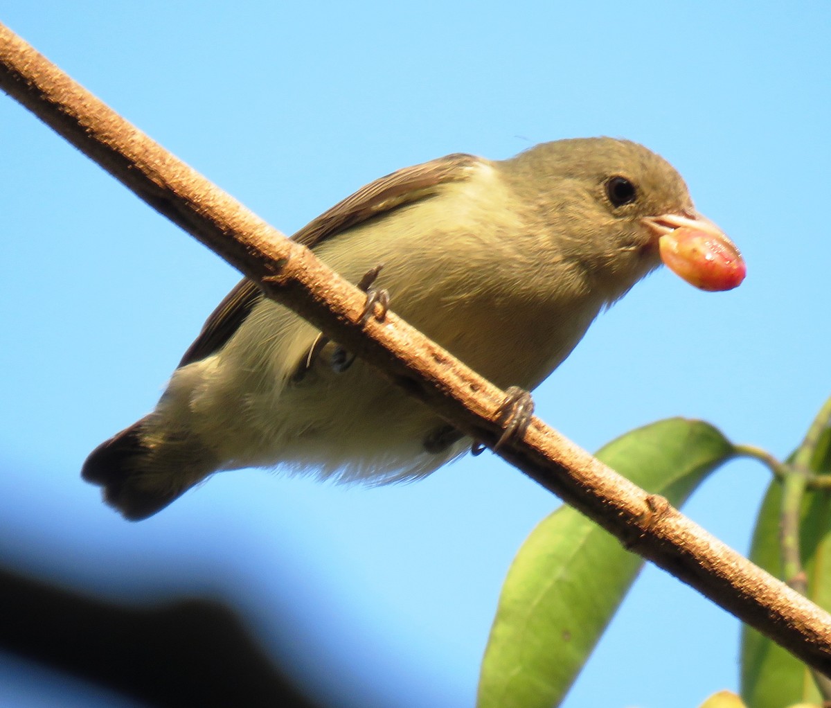 Pale-billed Flowerpecker - ML140617911