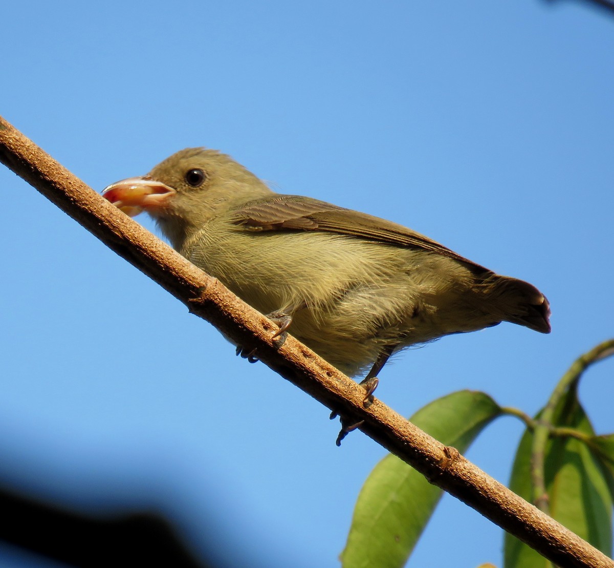 Pale-billed Flowerpecker - Mohanan Choron