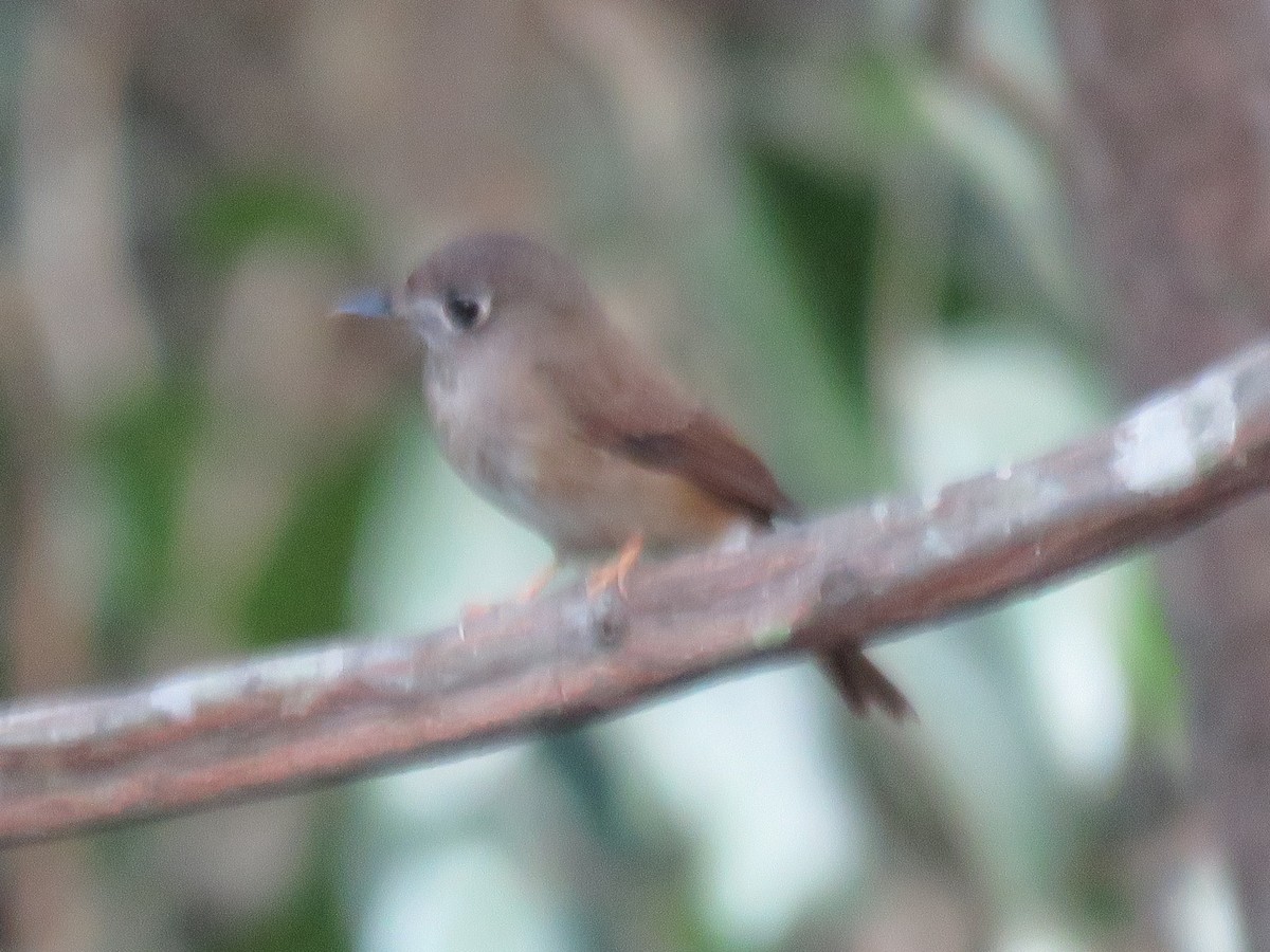 Brown-breasted Flycatcher - Mohanan Choron
