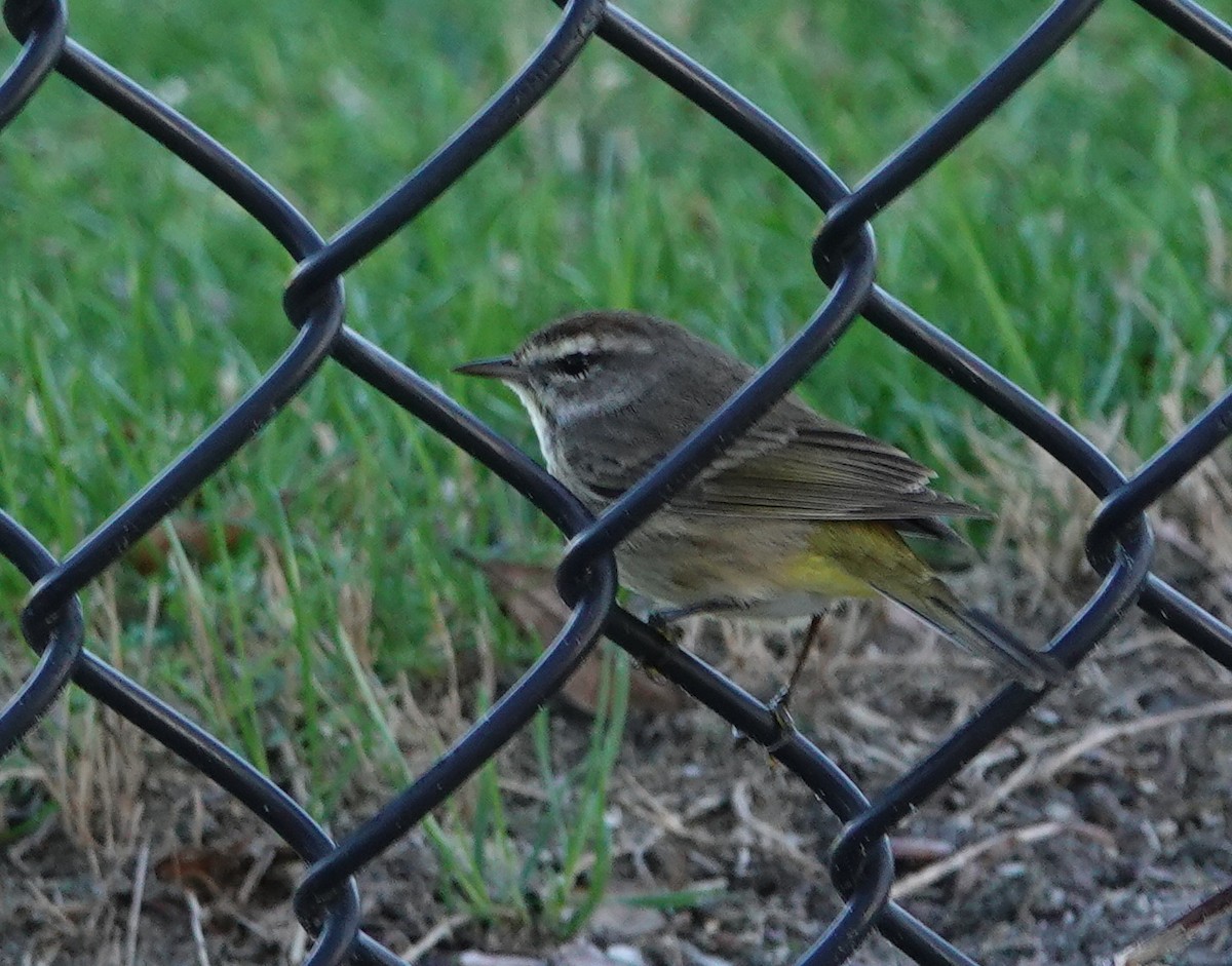 Palm Warbler - Claire Herzog