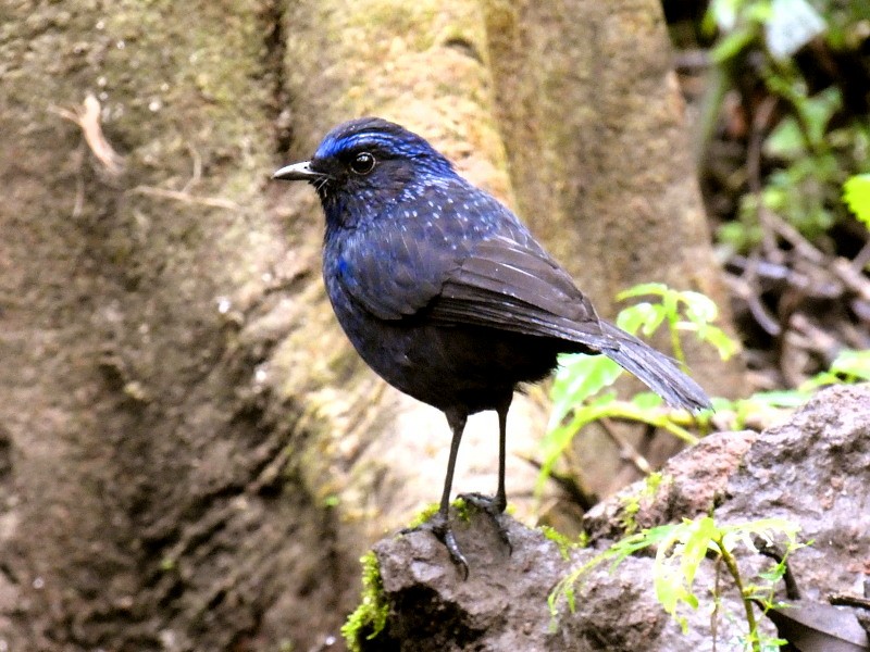 Shiny Whistling-Thrush - ML140618561