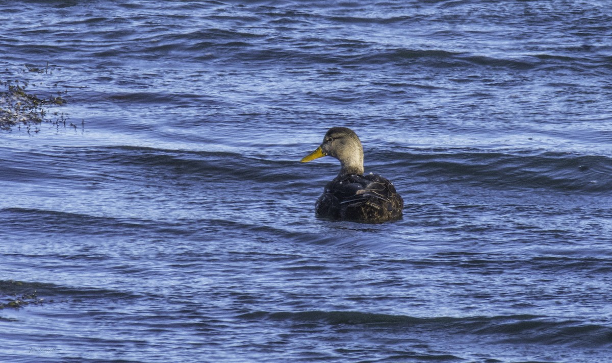 American Black Duck - Jim Carroll