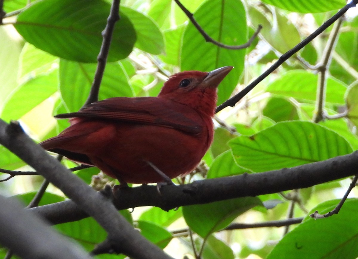 Summer Tanager - Lauri Taylor