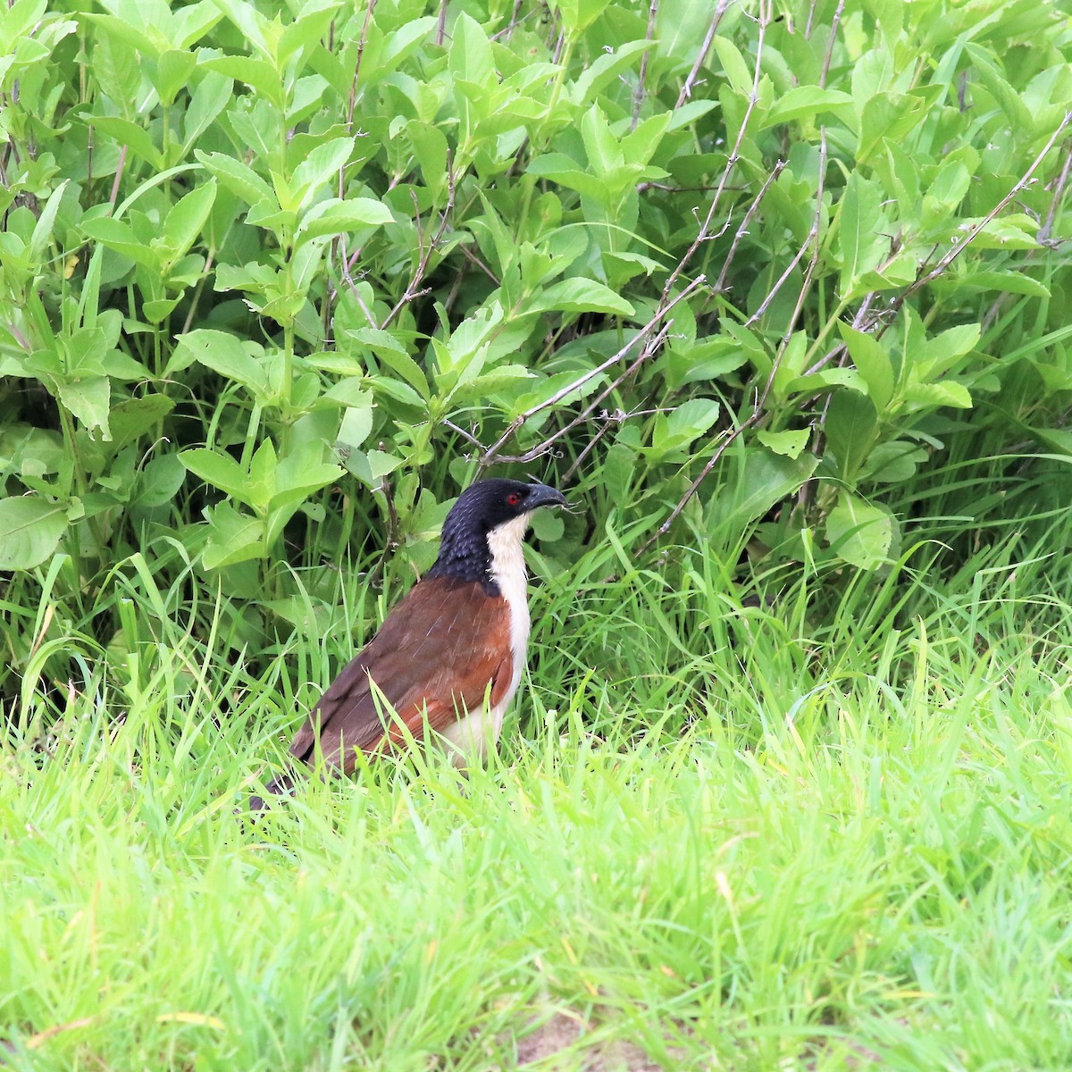 Coppery-tailed Coucal - ML140619731
