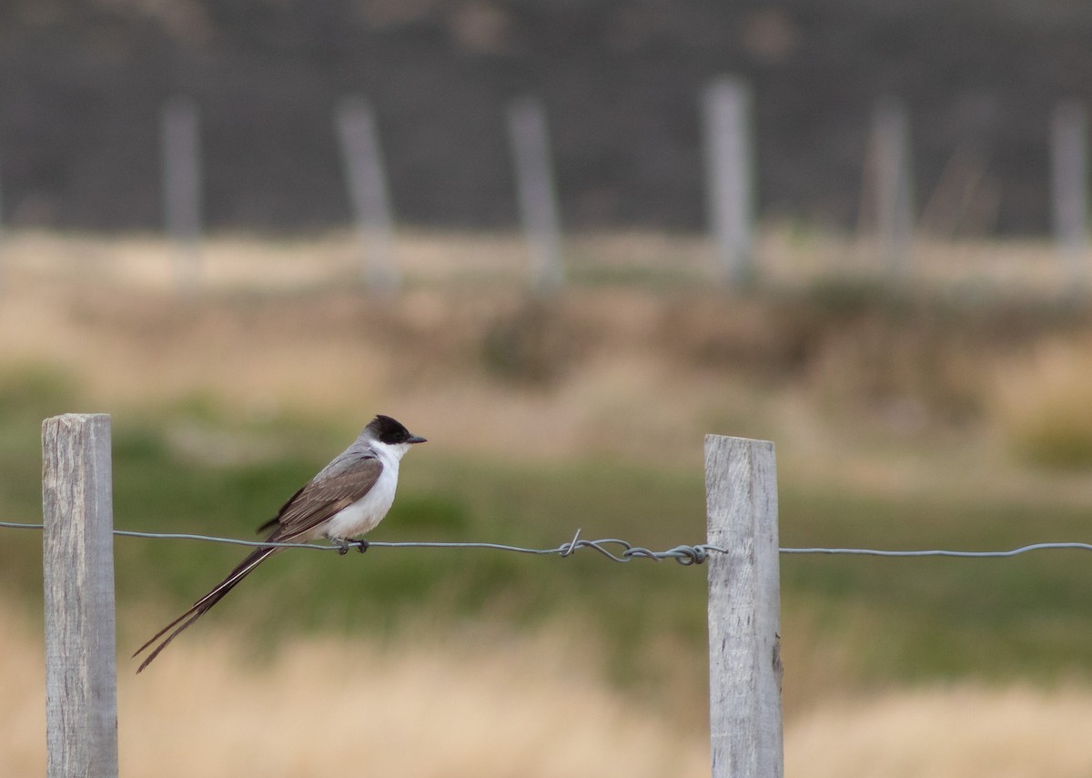 Fork-tailed Flycatcher - ML140620691