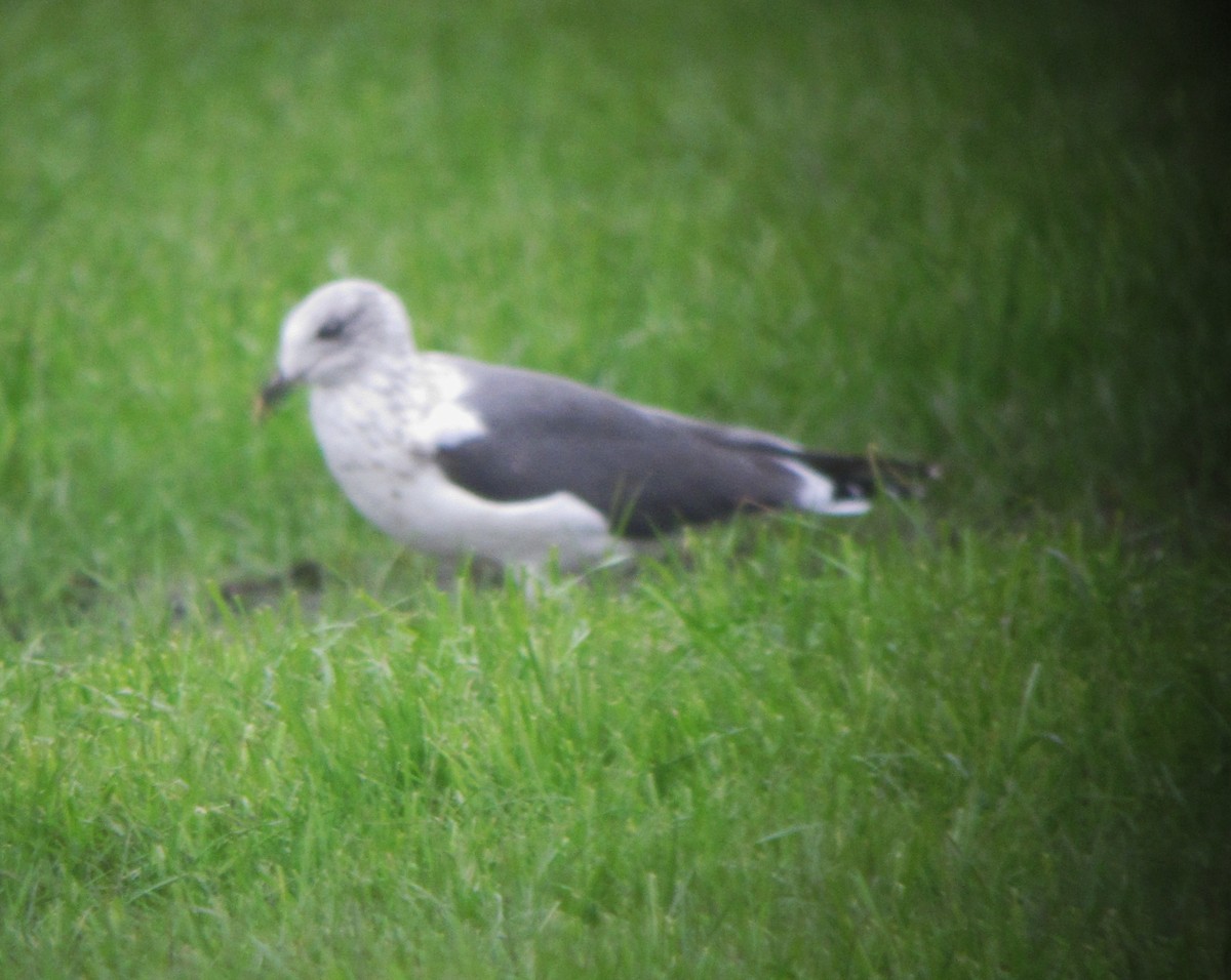 Lesser Black-backed Gull - ML140621081