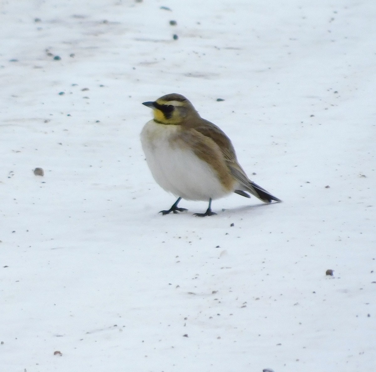 Horned Lark - ML140622161