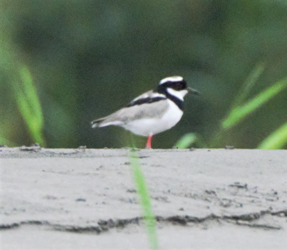 Pied Plover - Sue Riffe