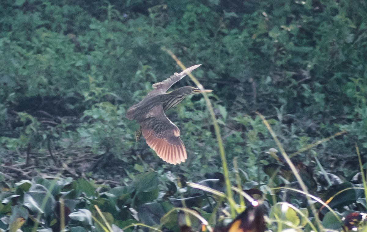 Cinnamon Bittern - ML140623411