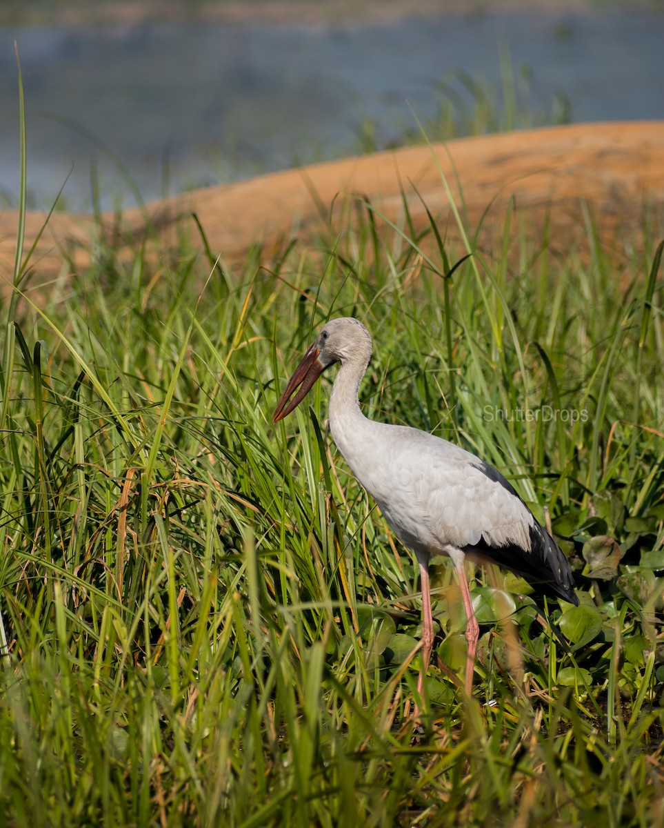 Asian Openbill - ML140623671