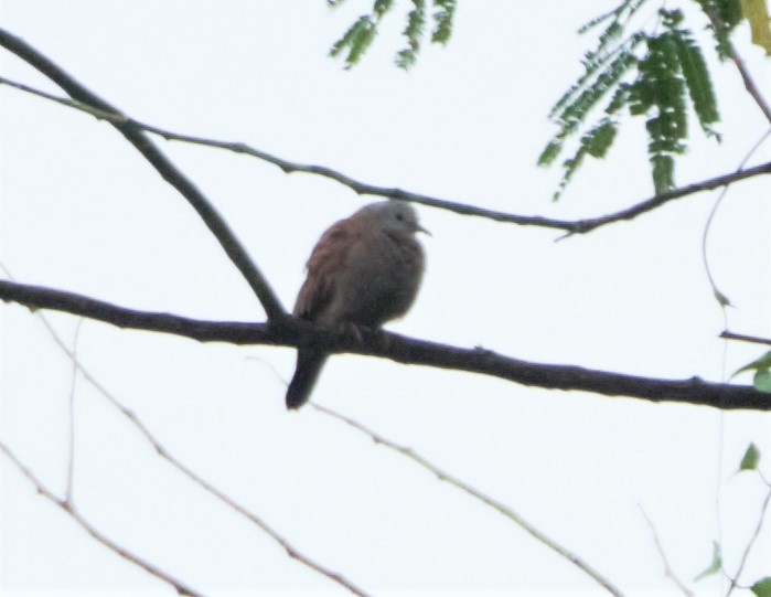 Ruddy Ground Dove - ML140624831