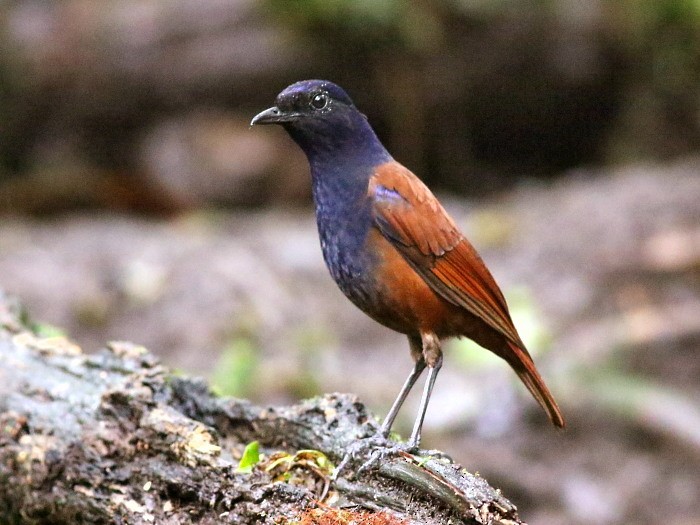 Sumatran Whistling-Thrush - ML140625061