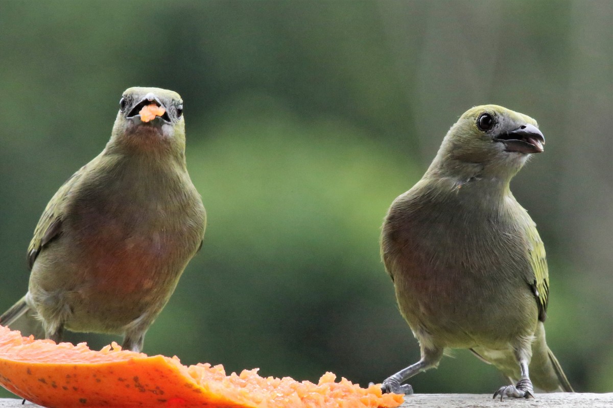 Palm Tanager - ML140625721