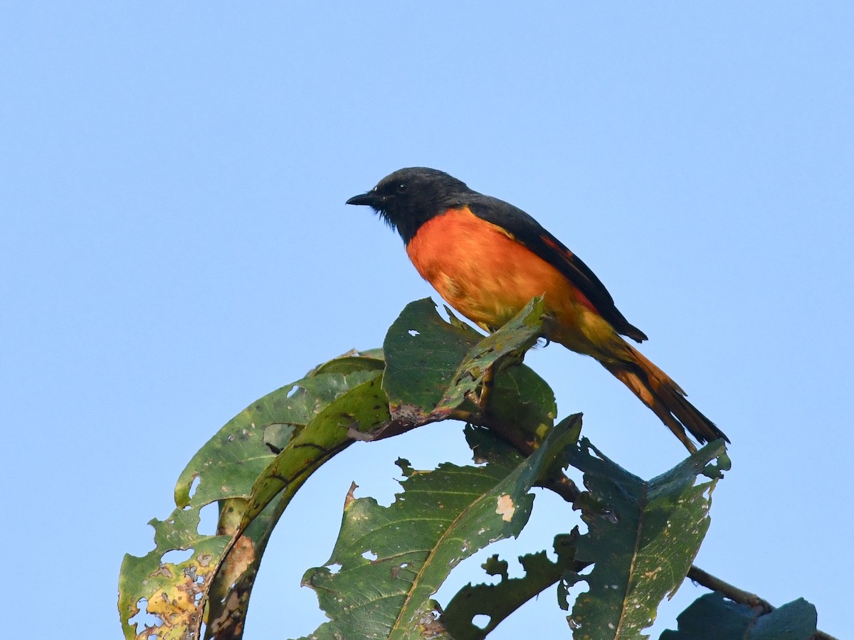 Small Minivet - ML140628081