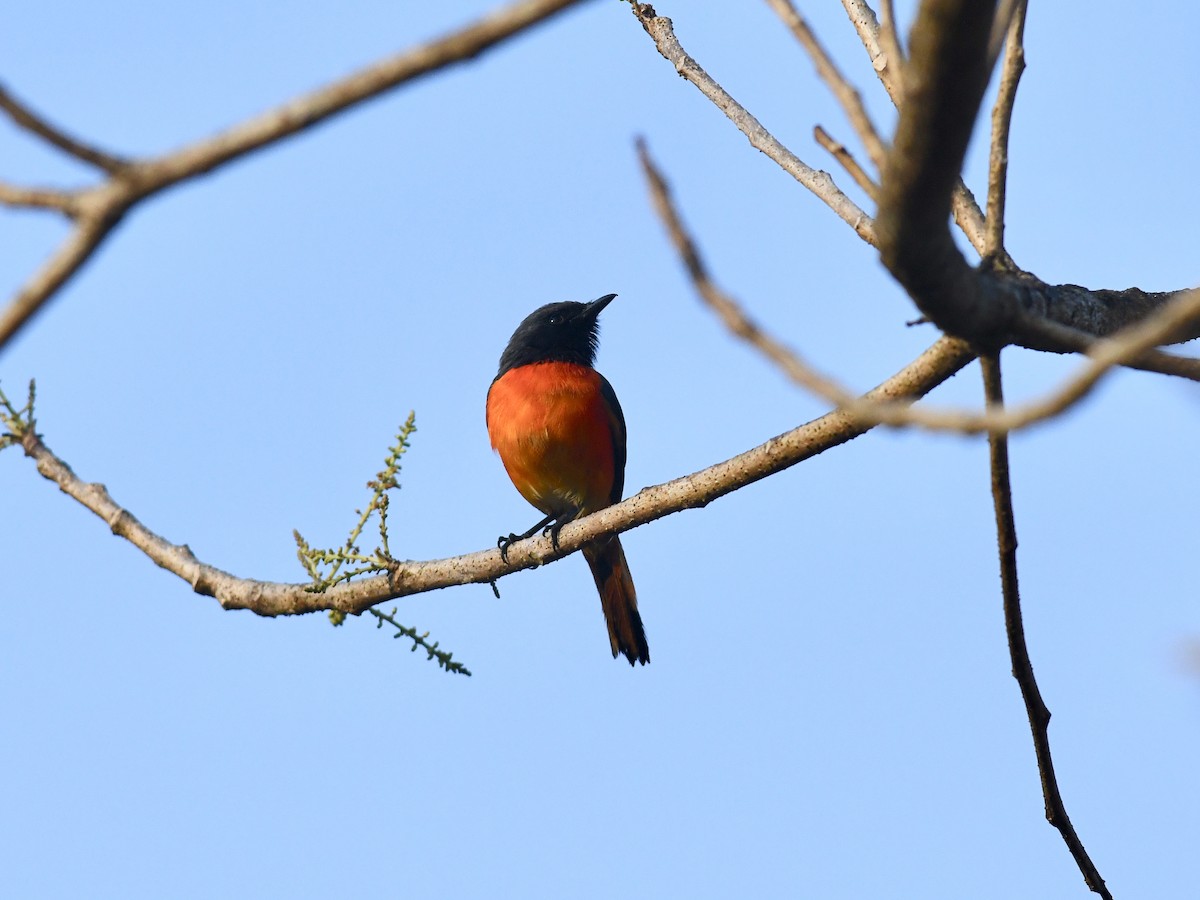 Small Minivet - Alan Van Norman