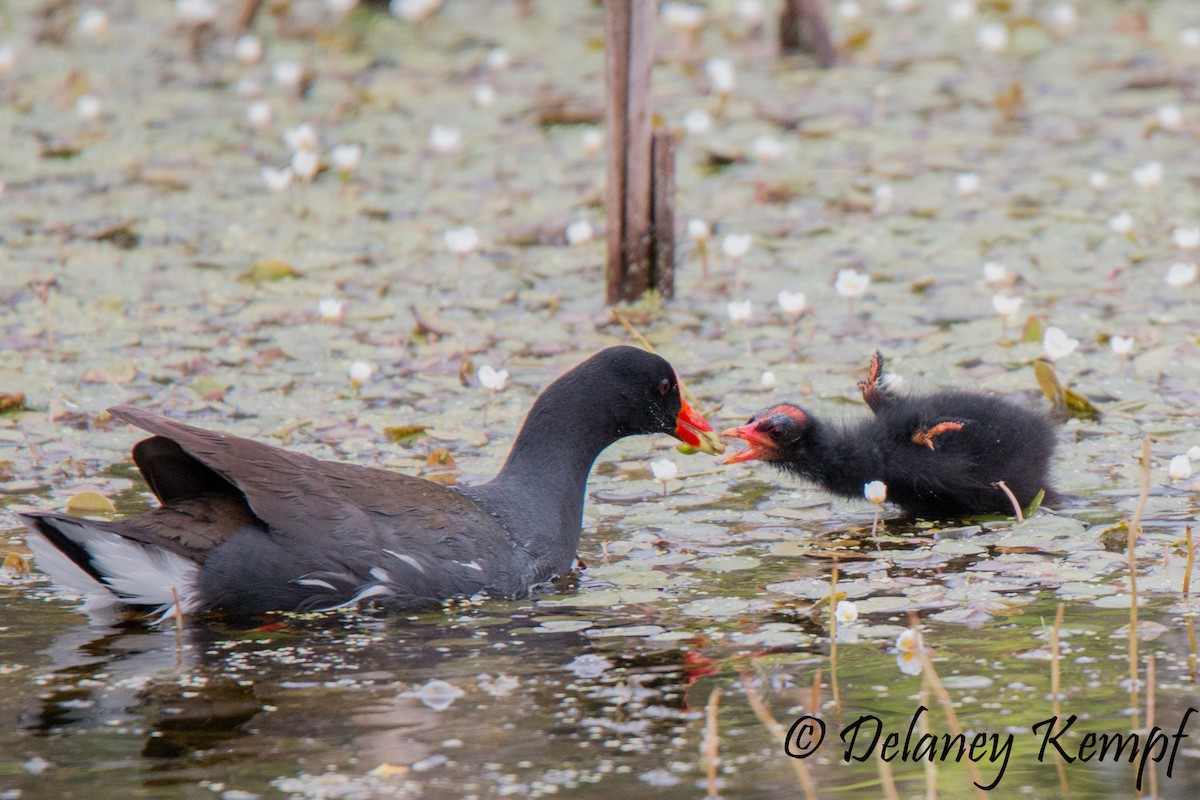 Gallinule d'Amérique - ML140628421