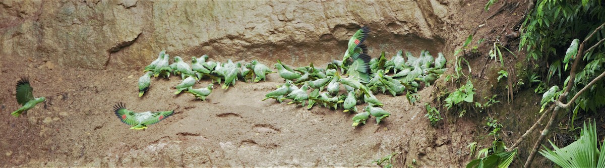 Amazona Harinosa - ML140629201