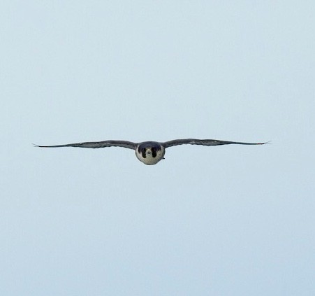 Peregrine Falcon - ML140629791