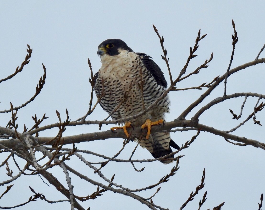 Peregrine Falcon - ML140629821