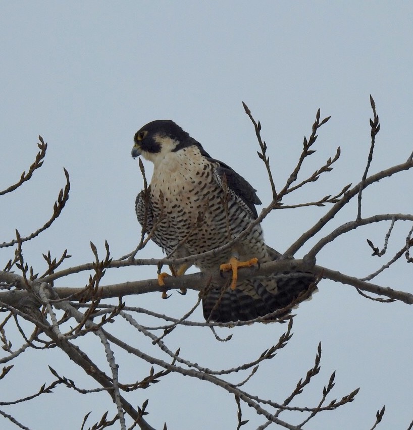 Peregrine Falcon - ML140629831