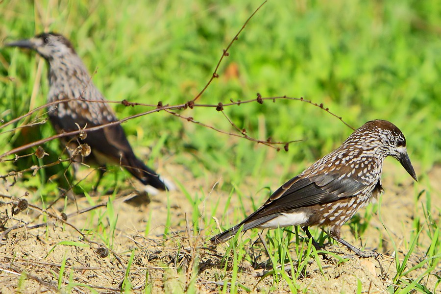 Northern Nutcracker - Fikret Can
