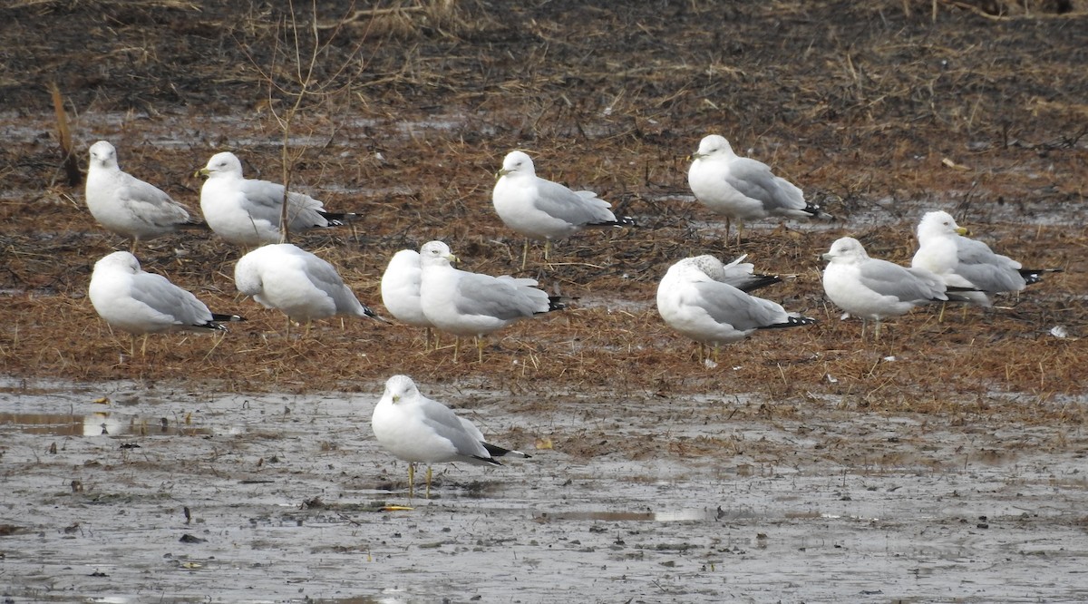 Ring-billed Gull - ML140630341