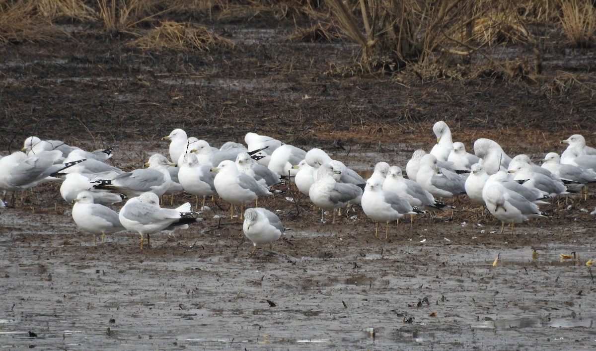 Ring-billed Gull - ML140630361