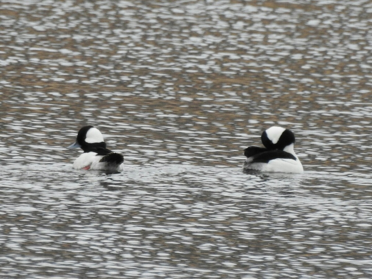 Bufflehead - Kelly Wright