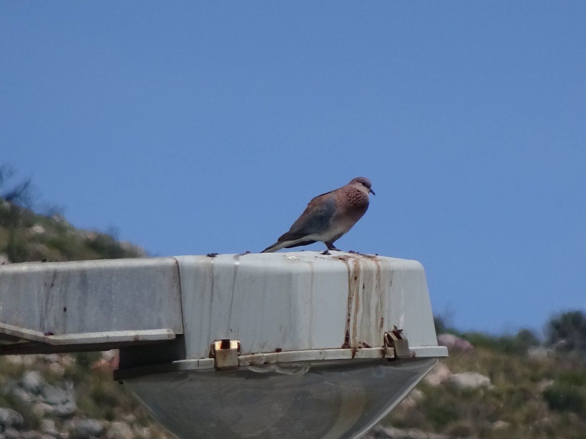 Laughing Dove - ML140631151