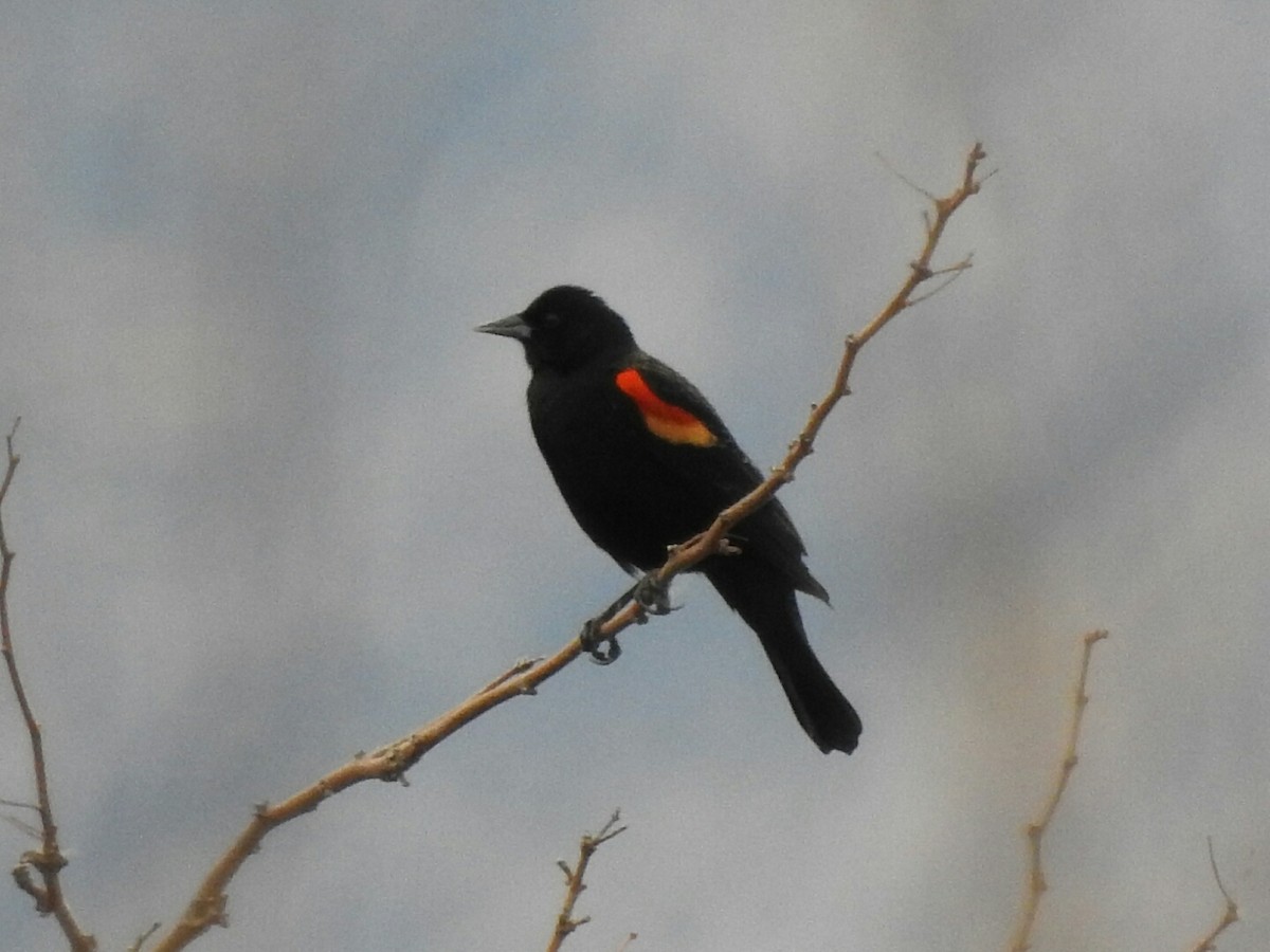 Red-winged Blackbird - ML140631341