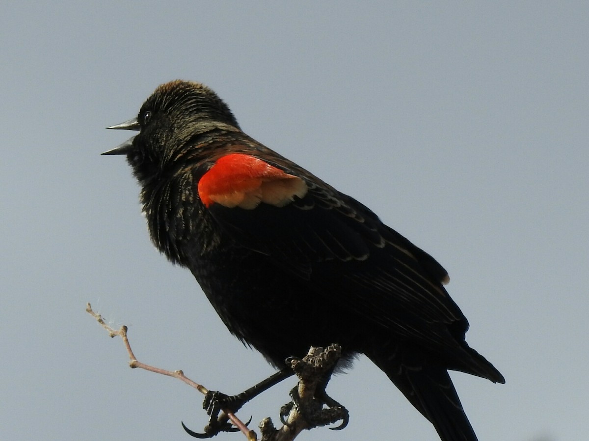 Red-winged Blackbird - ML140631411