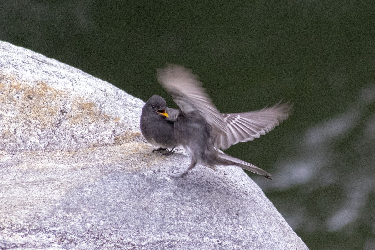 Black Phoebe - ML140631861