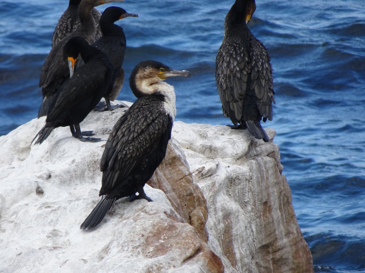 Great Cormorant (White-breasted) - ML140632341