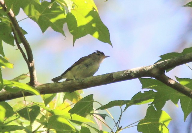 Vireo Coronipardo - ML140632581