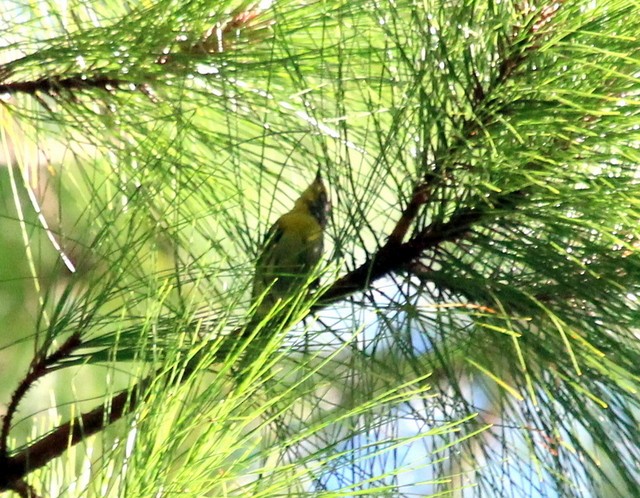 Grace's Warbler - ML140632611