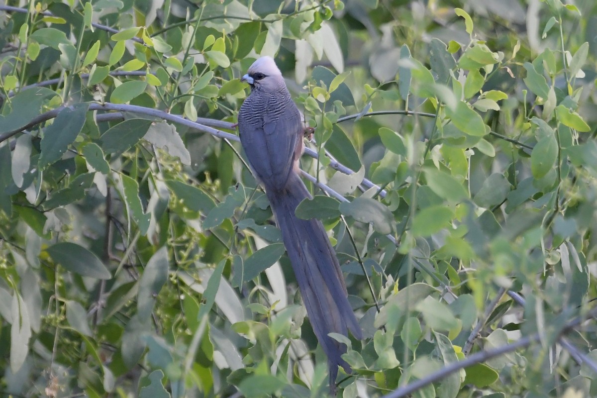 Weißkopf-Mausvogel - ML140632781