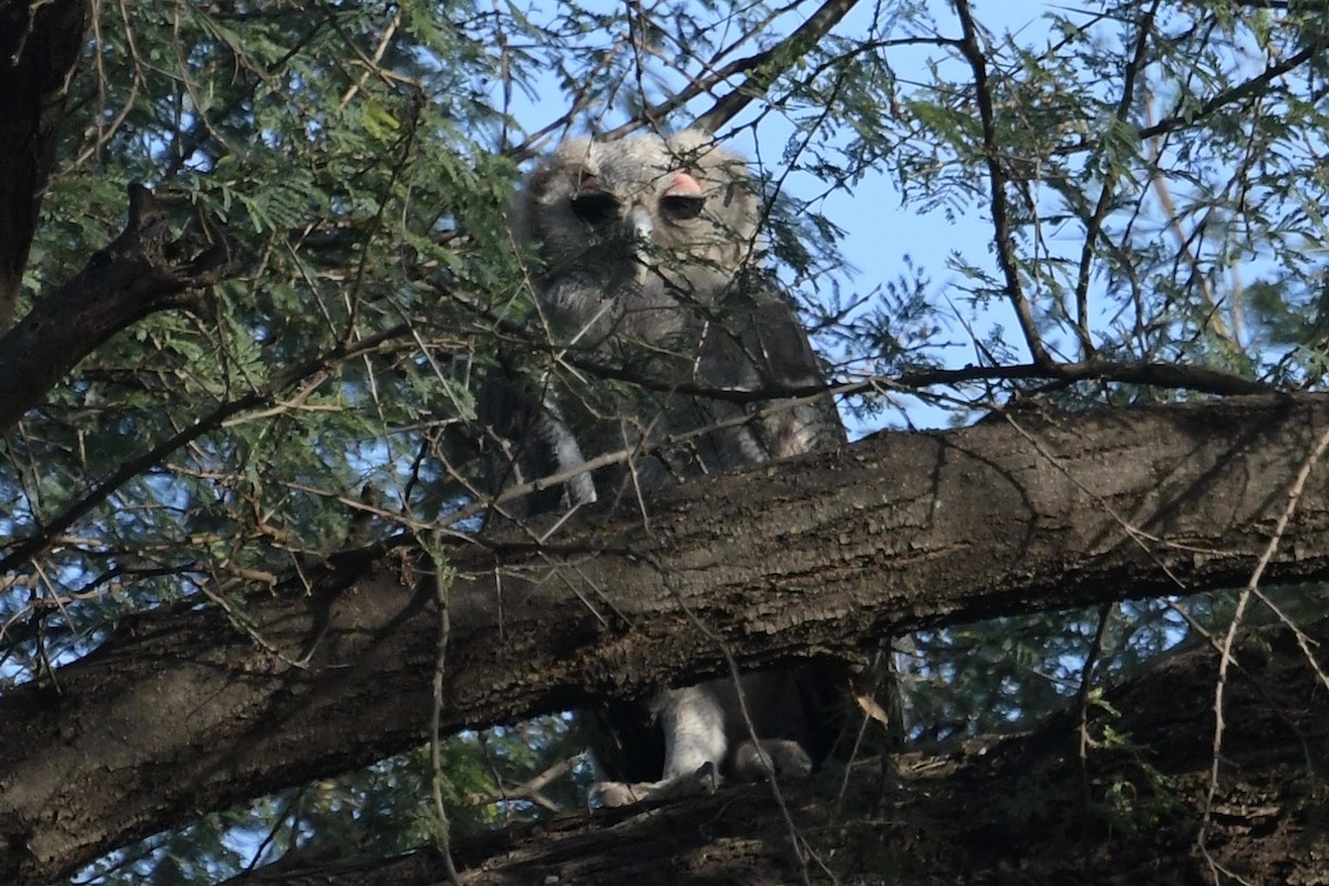 Verreaux's Eagle-Owl - ML140632871